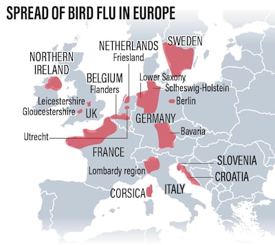 Spread of bird flu in Europe. Roy Cooper/The National