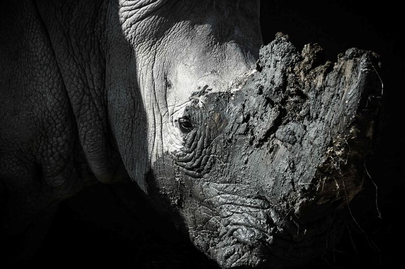 A close-up of a rhinoceros in an enclosure at the Paris zoological park. AFP