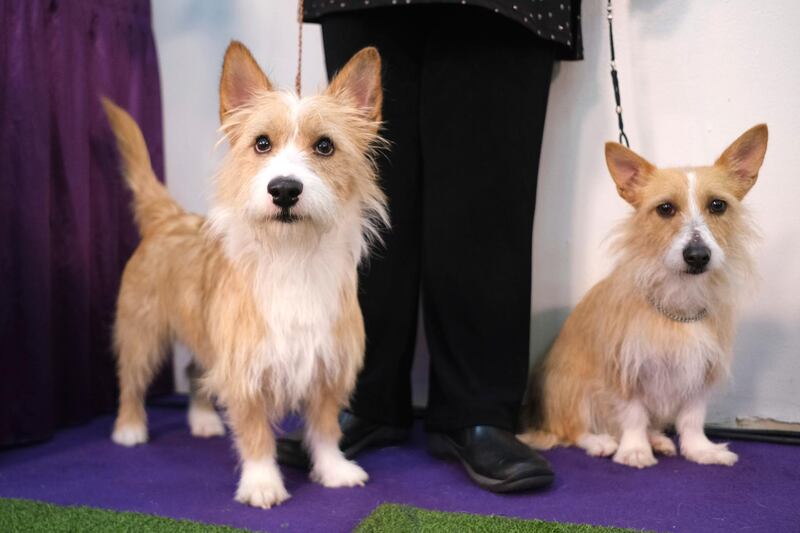 Buddies: Sam, left, and Sofia, both Portuguese podengo pequenos, prepare to compete on February 9, 2020 in New York. AP