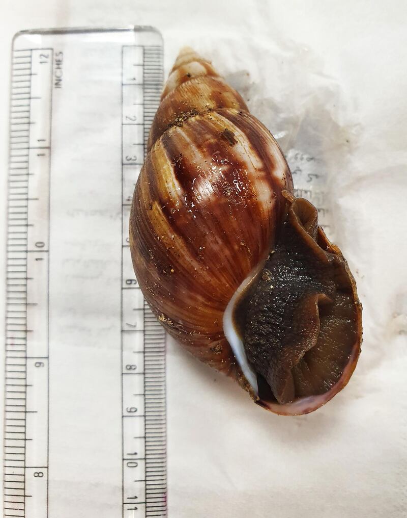 The Giant African Land Snail that has been found in the Al Wathba area of Abu Dhabi. It is one of the world's most invasive species and has been found in 52 countries. All photos courtesy Environment Agency - Abu Dhabi.