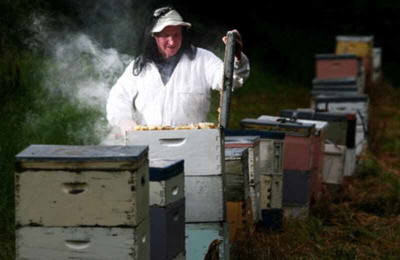 Bruce White checks on some of his 200 beehives.