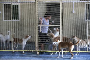 Michelle Francis, a teacher, runs the struggling Animals and Us rescue centre in Fujairah in her spare time. Chris Whiteoak / The National