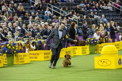 A Longhaired Dachshund named Burns competes in Best in Hound Group at the 143rd Westminster Kennel Club Dog Show in New York, U.S., on Monday, Feb. 11, 2019. The Westminster Kennel Club Dog Show, first held in 1877, is America's second-longest continuously held sporting event, behind only the Kentucky Derby. Photographer: David Williams/Bloomberg