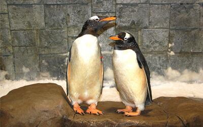 Two of Ski Dubai’s gentoo penguins are now happily engaged, after Speedy, left, found a rock with which to propose to Sneezy, right. Gentoo penguins are monogamous and mate for life. Courtesy Ski Dubai