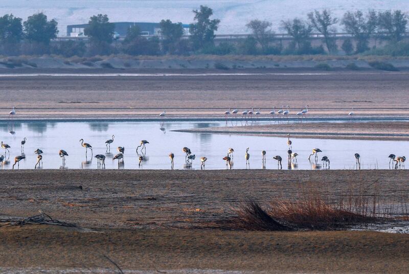 Abu Dhabi, United Arab Emirates, August 6, 2020. 
A record 876 flamingo chicks hatched at Abu Dhabi’s Al Wathba Wetland Reserve this season.
Victor Besa /The National
Section: NA
For:  Standalone/Big Picture