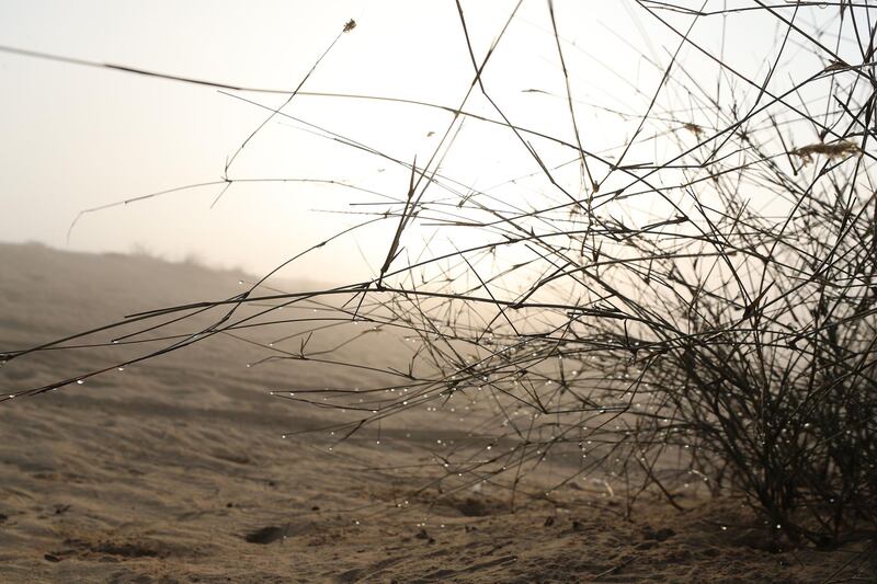 Dubai, United Arab Emirates - Reporter: N/A. News. Weather. A family go for an early morning walk in the desert during heavy fog in Dubai. Saturday, February 13th, 2021. Dubai. Chris Whiteoak / The National