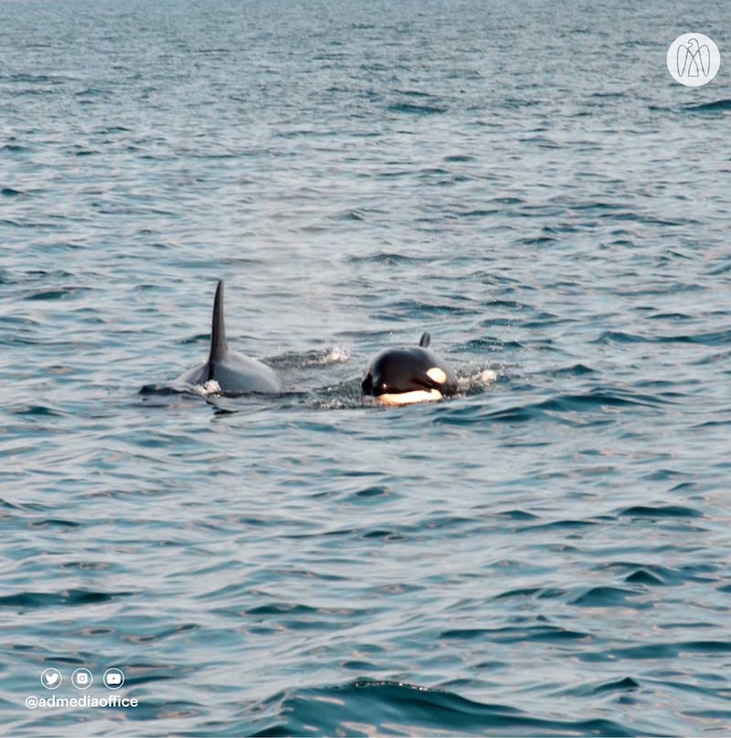 Two killer whales were spotted off the coast of Abu Dhabi. All photos by Environment Agency Abu Dhabi