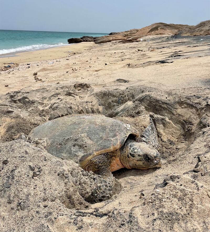A hawksbill turtle digs its nest in Sir Bu Nair protected area in  Sharjah. Photo: Clara Jimena Rodriguez-Zarate