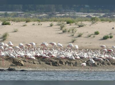 The Abu Dhabi Birdathon at Al Wathba Wetland Reserve, on December 10, 2019, in Abu Dhabi. WAM