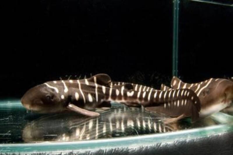 December 7, 2011-Provided photos of the Zebra Shark Ð Parthenogenesis process at the Burj Al Arab Aquarium in Dubai. UAE.
photo shows Zebra Shark Pups  
 Courtesy Jumeirah Group