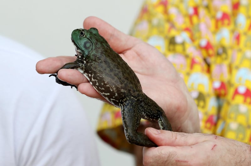 DUBAI ,  UNITED ARAB EMIRATES , May 14 – 2019 :- Dr. Piotr Jaworski , Senior Vet showing the Bull Frog at the Advanced Pet Care Clinic on Al Wasl road in Dubai. This Bull Frog eat dead rats. ( Pawan Singh / The National ) For News/online/big picture/instagram. Story by Nick Webster