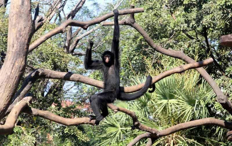 A spider monkey at the Municipal Zoo of Santa Cruz, Bolivia. EPA