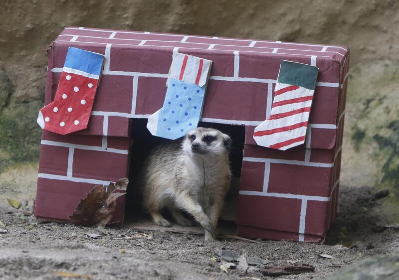 A meerkat plays with a gift box that contains insects at the zoo in Cali, Colombia.  EPA