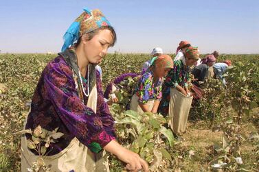 Children pick parched cotton, Uzbekistan’s ‘white gold’, in the town of Termez. AP Photo