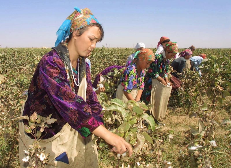 Uzbek students pick parched cotton, Uzbekistan's "white gold," in the Uzbek town of Termez, a few yards from the Afghanistan border Thursday, Sept. 27, 2001. Termez is poised to be on the front line after Uzbekistan offered to help Washington in possible  retaliation for the Sept. 11 attacks.  (AP Photo/Efrem Lukatsky)