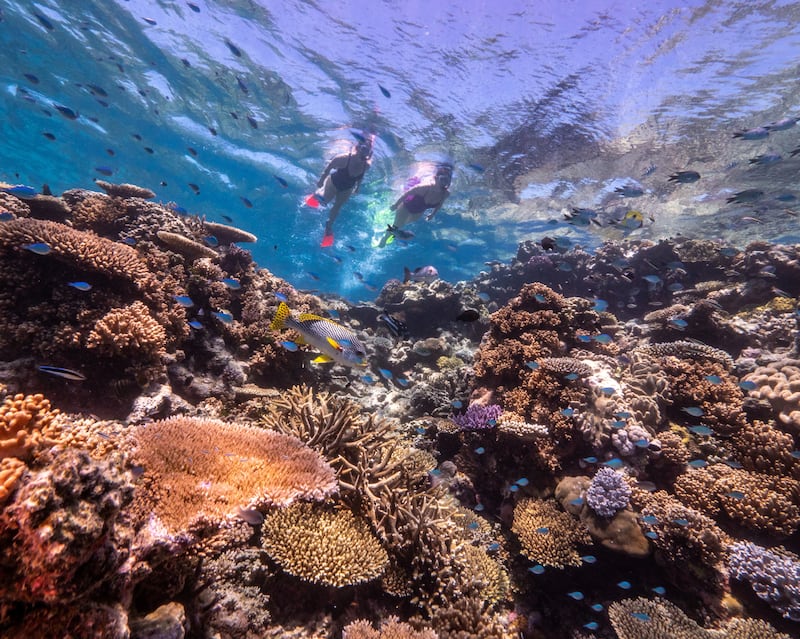 Explore the marine life of the Great Barrier Reef. Photo: Tourism and Events Queensland