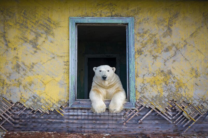 Polar Frame. Dmitry Kokh / Wildlife Photographer of the Year