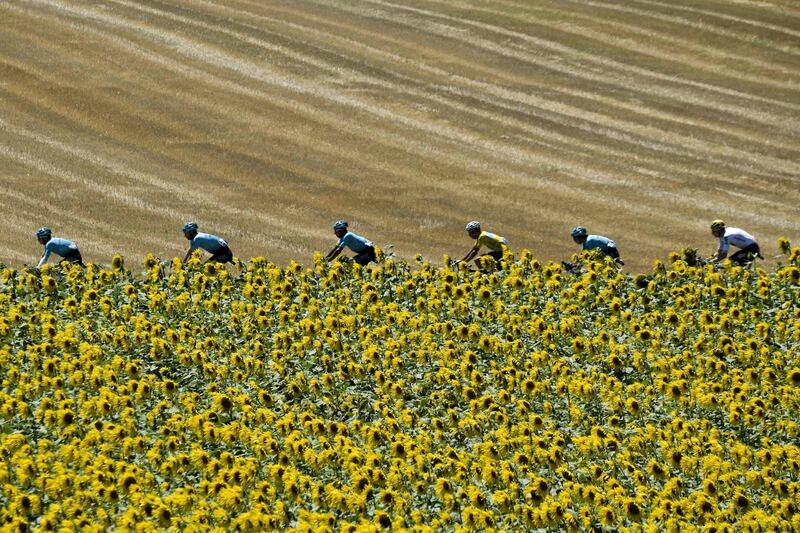 Italy's Fabio Aru, wearing the overall leader's yellow jersey, rides behind his teammates past a sunflower field during the fourteenth stage of the 104th edition of the Tour de France. Philippe Lopez.