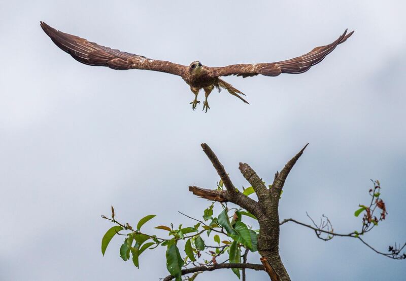 A Black Kite eagle flies in a jungle in Kathmandu, Nepal.  EPA