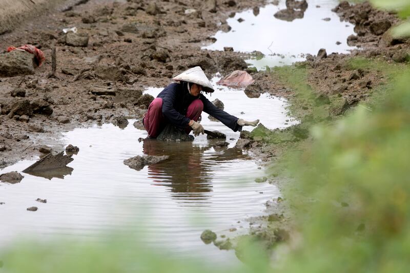 An Acehnese woman works in a swamp area as oyster hunter in Banda Aceh, Indonesia.  The UN has made 'gender equality today for a sustainable tomorrow' the main theme for International Women's Day 2022 to recognise women and girls who are playing a leading role in the fight against climate change and to honour their contributions to a sustainable future. EPA