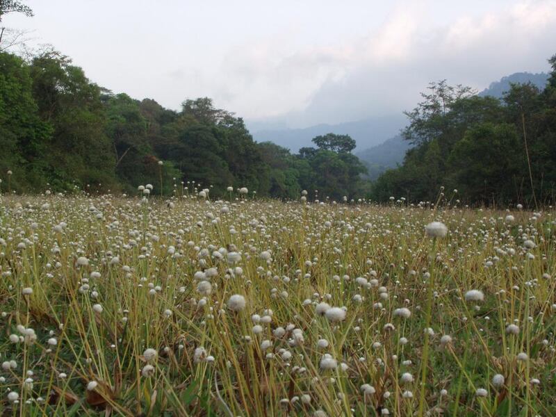 A meadow full of white puff flowers at Sai Sanctuary. Courtesy Sai Sanctuary