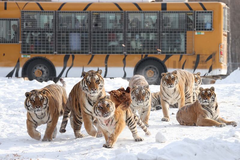 Siberian tigers chase a chicken released into their enclosure at the Siberian Tiger Park in Hailin, in China's north-eastern province of Heilongjiang. AFP