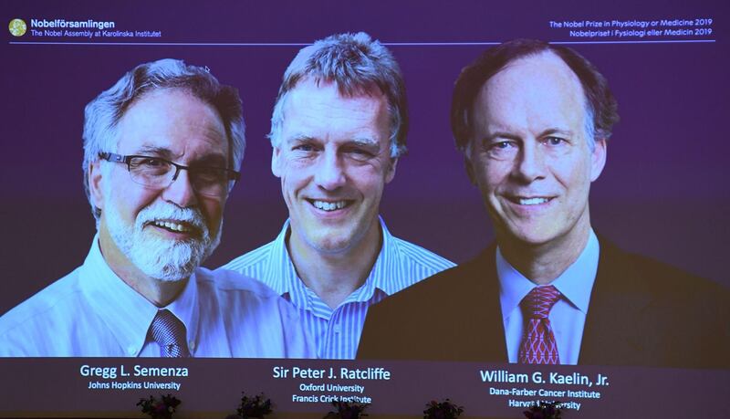 The winners of the 2019 Nobel Prize in Physiology or Medicine (L-R) Gregg Semenza of the US, Peter Ratcliffe of Britain and William Kaelin of the US appear on a screen during a press conference at the Karolinska Institute in Stockholm, Sweden, on October 7, 2019.  William Kaelin and Gregg Semenza of the US and Peter Ratcliffe of Britain win the 2019 Nobel Medicine Prize. / AFP / Jonathan NACKSTRAND
