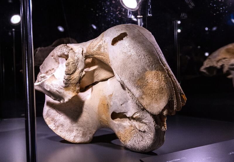 Dugong skull and mandibles. Victor Besa / The National