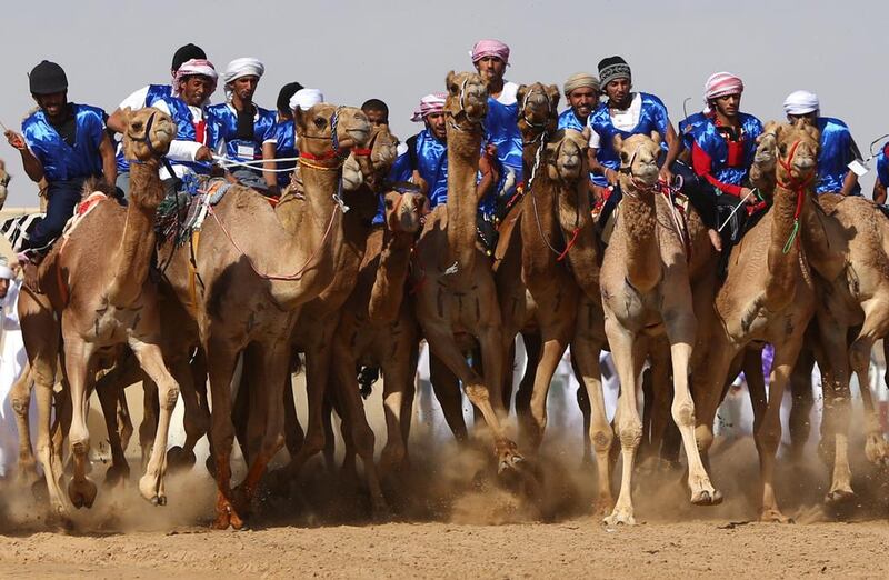 More than 15,000 camels will take part in this year’s Final Annual Camel Races Festival in Al Wathba this weekend. Marwan Naamani / AFP