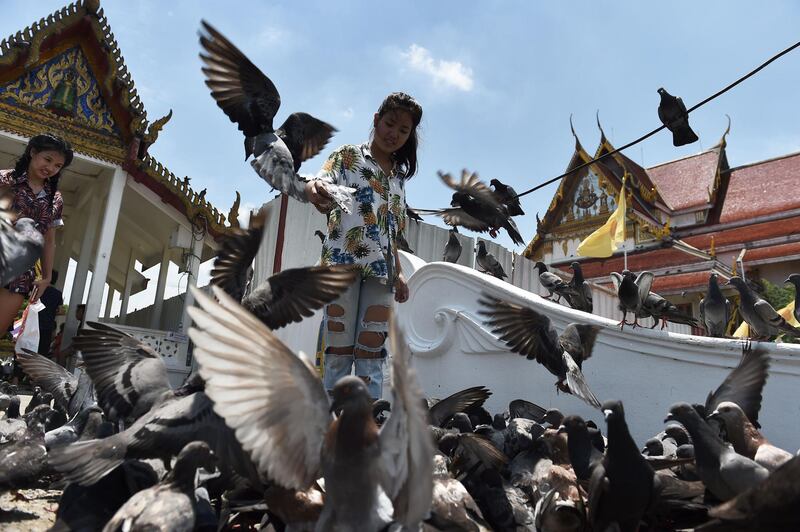 A man feeds pigeons at the Wat Rakang Temple in Bangkok. Lillian Suwanrumpha / AFP