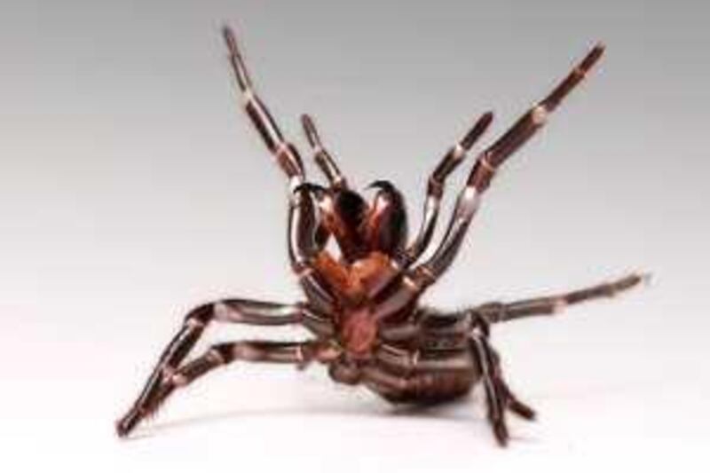 Sydney -- January 15, 2010 -- A female Funnel Web spider rears with fangs exposed in the venom room of the Australian Reptile Park January 15, 2010 in Sydney, Australia.  The park has a funnel-web spider-milking facility which goes into the production of antivenom for treatment of bites. .Photographer: (Ian Waldie The National) *** Local Caption ***  IW_Funnel_Web_006.JPG