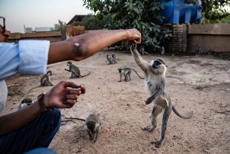A student feeds a monkey on the campus of the University of Khartoum. AFP