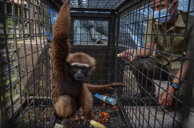 The agile gibbon is listed on the International Union for Conservation of Nature's Red List of Threatened Species due to habitat destruction and the pet trade. AFP