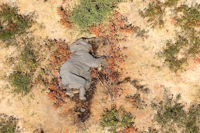 (FILES) In this file photo taken on May 25, 2020 and provided on July 3, 2020 courtesy of the National Park Rescue charity shows the carcass of one of the many elephants which have died mysteriously in the Okavango Delta in Botswana.  Hundreds of elephants that died mysteriously in Botswana's famed Okavango Delta succumbed to bacteria found in the water pans, the wildlife department revealed on September 21, 2020. - RESTRICTED TO EDITORIAL USE - MANDATORY CREDIT "AFP PHOTO /NATIONAL PARK RESCUE" - NO MARKETING - NO ADVERTISING CAMPAIGNS - DISTRIBUTED AS A SERVICE TO CLIENTS
 / AFP / NATIONAL PARK RESCUE / - / RESTRICTED TO EDITORIAL USE - MANDATORY CREDIT "AFP PHOTO /NATIONAL PARK RESCUE" - NO MARKETING - NO ADVERTISING CAMPAIGNS - DISTRIBUTED AS A SERVICE TO CLIENTS
