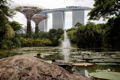 epaselect epa07606754 (04/42) A terrapin is perched on a rock in front of the Marina Bay Sands hotel and SuperTrees grove at the Gardens by the Bay in Singapore, 18 May 2019. Singapore has a green reputation as the Garden City, a vision of its former Prime Minister, the late Lee Kuan Yew. There are about two million trees planted along roads as well as in parks which occupy an area of 25 square km. Somewhere in every big Asian city, there is a green pocket, patch, or park, serving as a vital green lung in a body of concrete, but in most Asian cities they are far too few. Asia claims 99 of the worlds 100 most polluted cities. Air pollution and improving air quality in cities across the world is the theme of World Environment Day 2019, marked on 05 June 2019.  EPA/WALLACE WOON  ATTENTION: For the full PHOTO ESSAY text please see Advisory Notice epa07606750