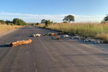 Kruger National Park's lions are enjoying a much quieter April. Courtesy Kruger National Park / Twitter