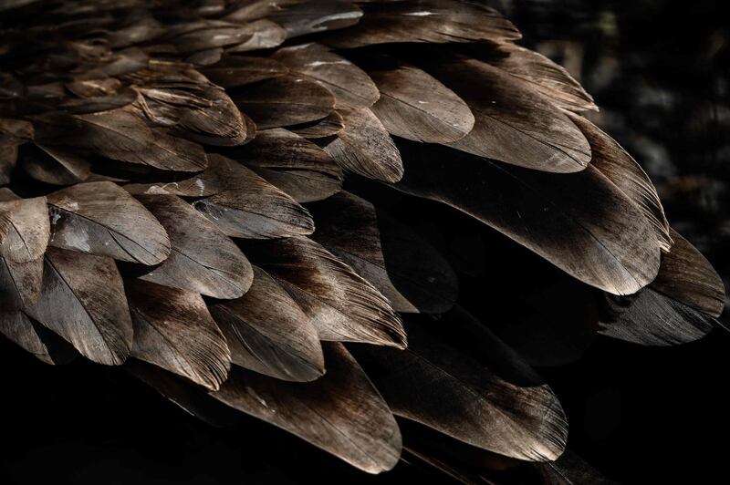 A close-up of a vulture in an enclosure at the Paris zoological park.  AFP