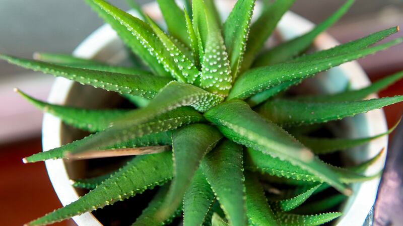 Aloe vera (Aloe barbadensis miller) can reduce skin and scalp dryness. Getty Images