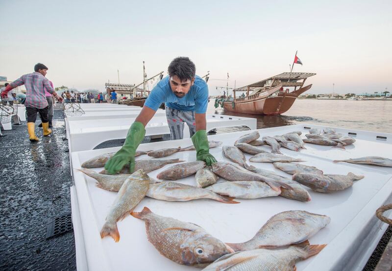 AJMAN, UNITED ARAB EMIRATES - A fisherman arranging fishes for auction in Ajman Fish Market.  Leslie Pableo for The National