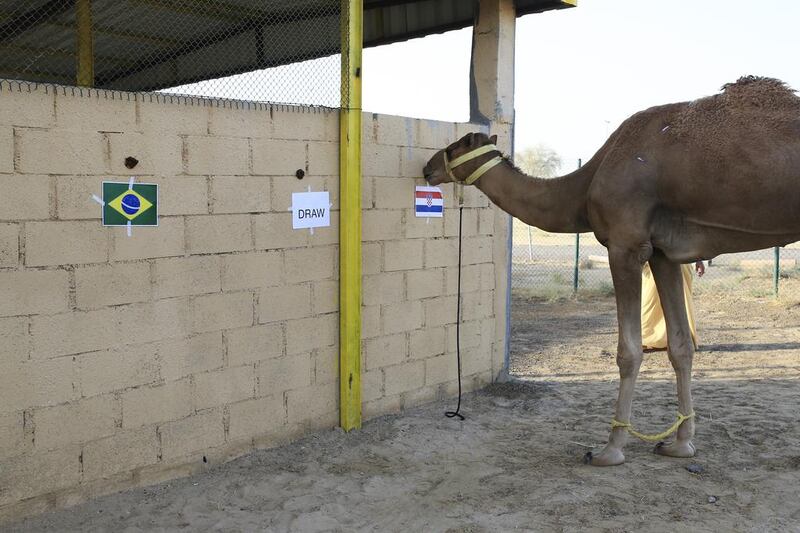 Dubai racing camel Waslawi selects Croatia to beat Brazil in the World Cup opener at Emirati Matar Al Jabri's camel farm in Dubai. Sarah Dea / The National / June 8, 2014