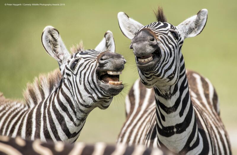 The Comedy Wildlife Photography Awards 2019
Peter Haygarth
Bishop Auckland
United Kingdom
Phone: 07548308000
Email: peterhaygarth@hotmail.com
Title: Laughing Zebra
Description: 2 Zebra were playing together and appear to be laughing at the camera
Animal: Zebra
Location of shot: Ngorongoro crater, Tanzania