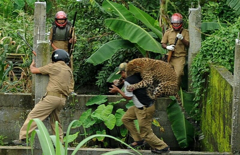 A leopard attacks a forest guard at Prakash Nagar village near Salugara on the outskirts of Siliguri on July 19, 2011. Six people were mauled by the leopard after the feline strayed into the village area before it was caught by forestry department officials. Forest officials made several attempt to tranquilised the full grown leopard that was wandering through a part of the densely populated city when curious crowds startled the animal, a wildlife official said. AFP PHOTO/Diptendu DUTTA
 *** Local Caption ***  450260-01-08.jpg