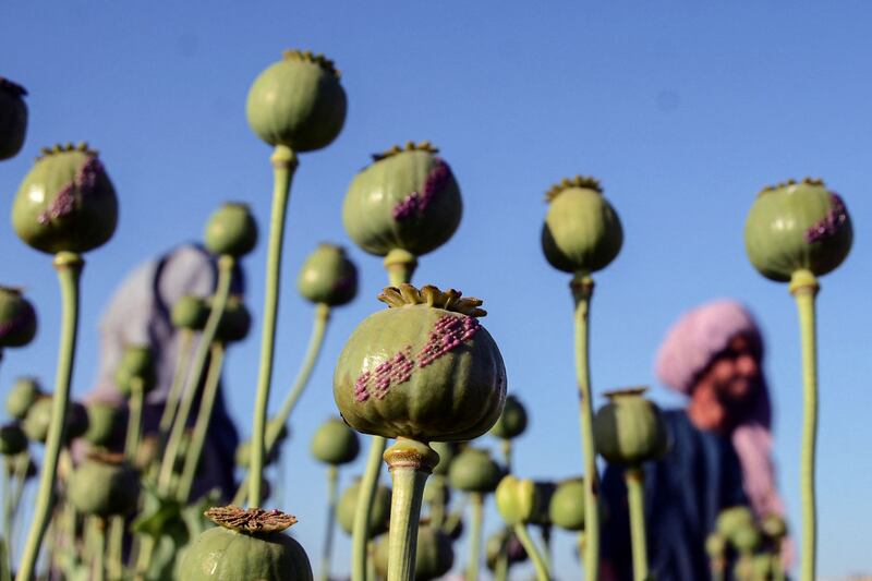 Efforts to encourage Afghan farmers to grow alternative crops such as wheat and saffron have not been successful. AFP