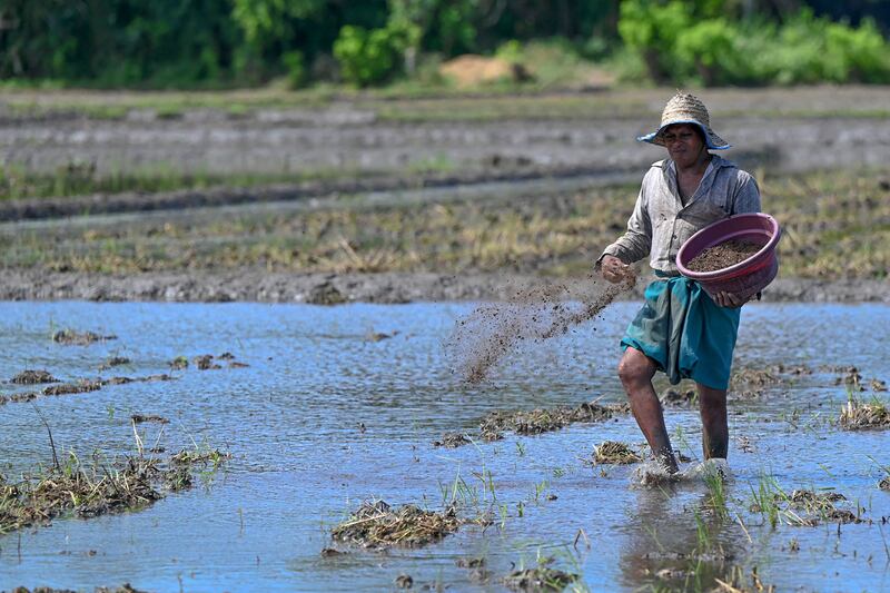 A farmer works on a paddy field in Tissamaharama, Hambantota District, in Sri Lanka. The country is facing severe shortages of basic food items amid soaring prices. AFP