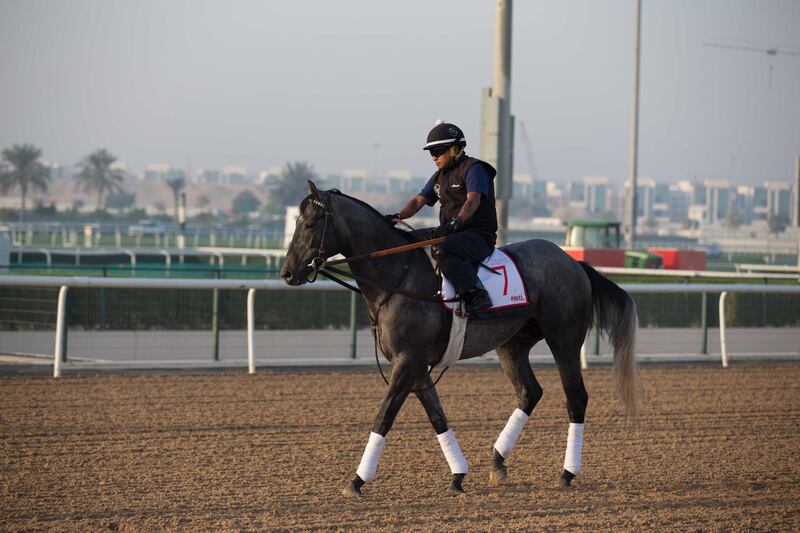 DUBAI, UNITED ARAB EMIRATES - MARCH 30: Pavel training at the Meydan Racecourse prior to Dubai World Cup 2018 on March 30, 2018 in Dubai, United Arab Emirates.