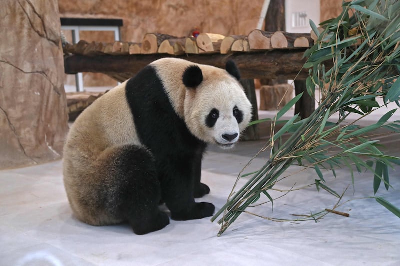 A Chinese giant panda at the Panda Park in Al Khor, north Qatar. AFP