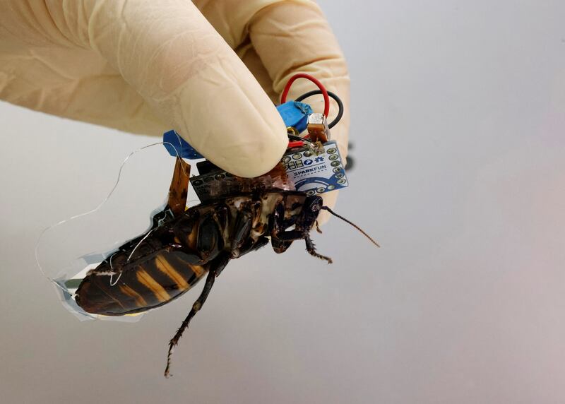 A Madagascar hissing cockroach, mounted with a 'backpack' of electronics and a solar cell that enable remote control of its movement, during a photo opportunity at the Thin-Film Device Laboratory of Japanese research institute Riken in Wako, Japan. Reuters