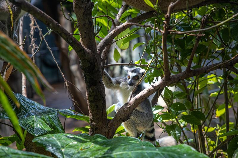 The lemurs are already making themselves at home in the Dubai rainforest. Courtesy The Green Planet