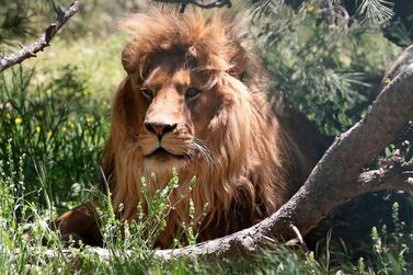 A lion rests in an enclosure on April 10, 2019, at the sanctuary in Jerash, some 50 kilometres north of the Jordanian capital. For more than a year after being moved to a Jordanian wildlife reserve from war-hit Syria, the bears Loz and Sukkar cowered when they heard a plane go by fearing bombardment. They are among dozens of animals that have been rescued from regional war zones, including the Israeli-blockaded Gaza Strip, and brought to the kingdom's Al Ma'wa For Nature and Wildlife. / AFP / afp / Khalil MAZRAAWI