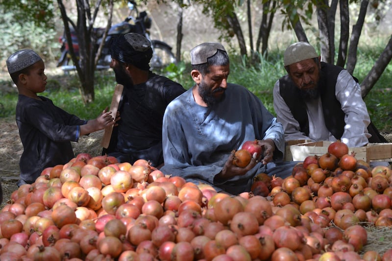 Critically, only 4,490 tonnes of pomegranates have left the country this year.